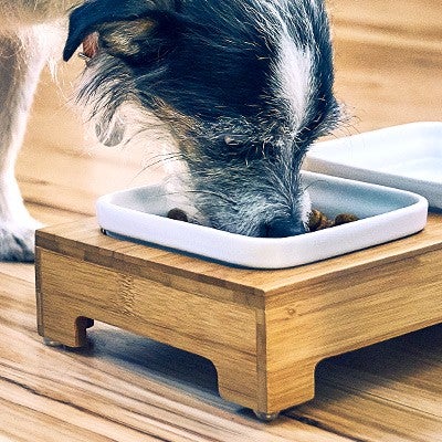 Mujer con un gato naranja y blanco hablando con el veterinario