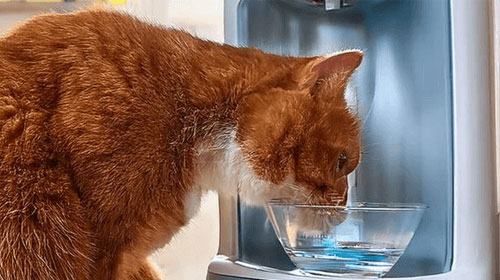 big-cat-drinking-water
