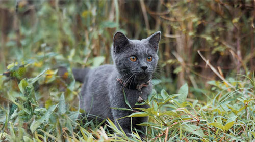 Nutrición en gatos Hill’s Vet México