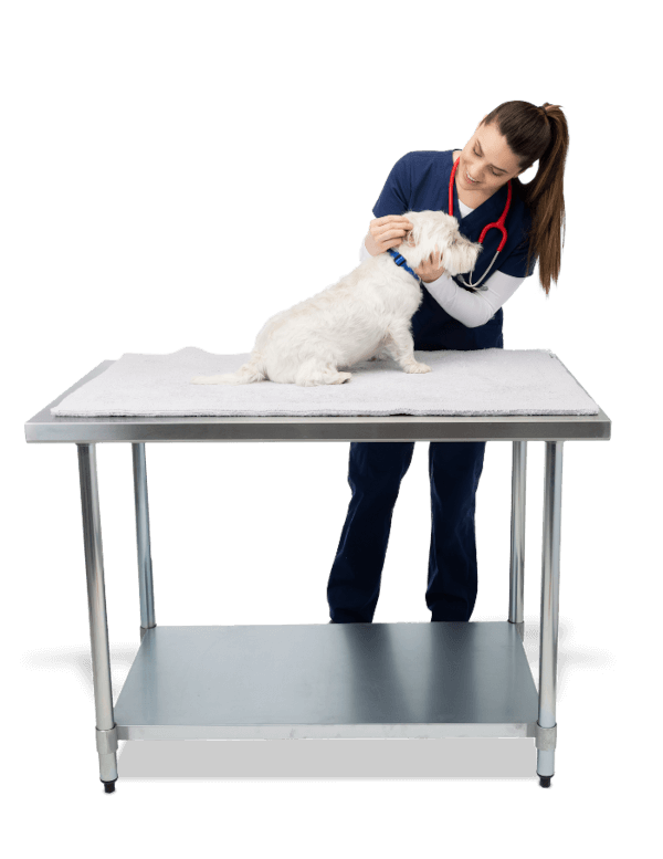 Veterinaria con perro en camilla