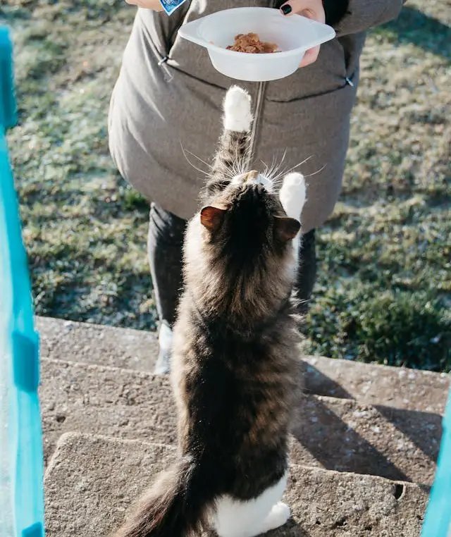 Feeding cats