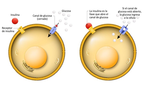 Ilustración de la insulina ingresando a la célula