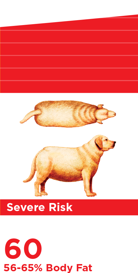 Índice de grasa corporal severo