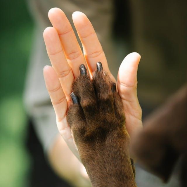 Perro café poniendo la pata sobre la palma de la mano de su dueña.