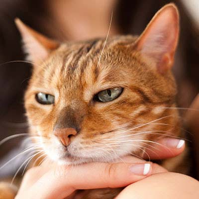Gato anaranjado con los ojos entrecerrados