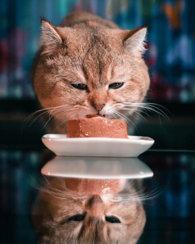 Gato comiendo comida húmeda para gatos