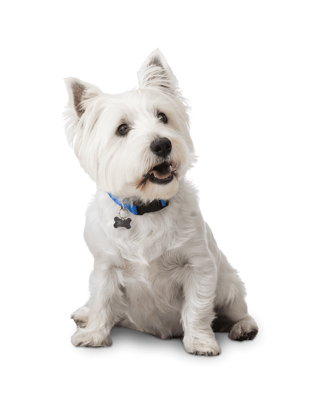 perro blanco sentado con collar azul