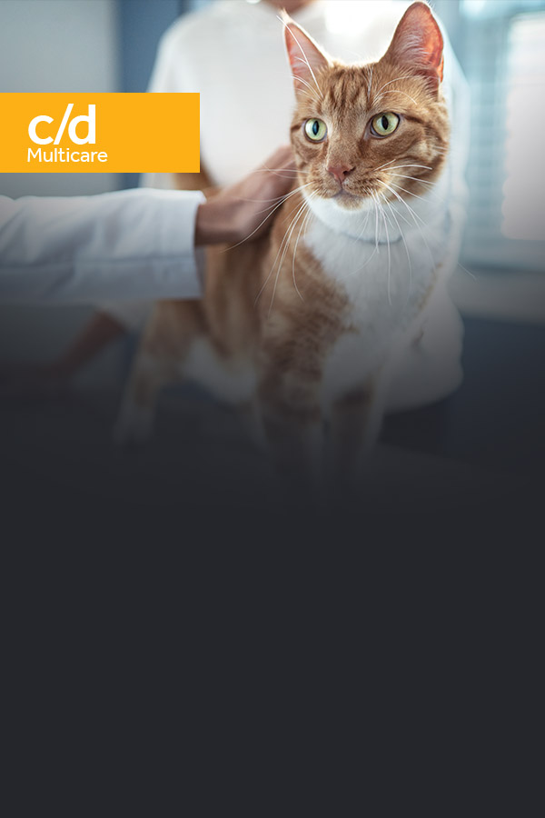 Gato naranja en el veterinario imagen de alimento Hill's Multicare c/d