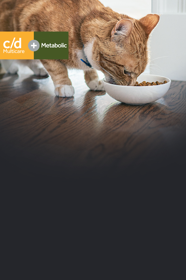 Gato naranja comiendo del tazón el alimento Hill's Metabolic y Urinary